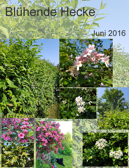 Unsere Hecke im Juni 2016