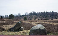 Lüneburger Heide