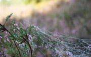 Lüneburger Heide