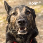 Kormi