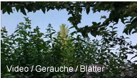 Video unserer Hecke im Juni 2016