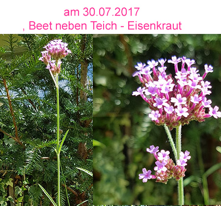 Bienenstauden gepflanzt 11.6.16, Beet neben Seelein